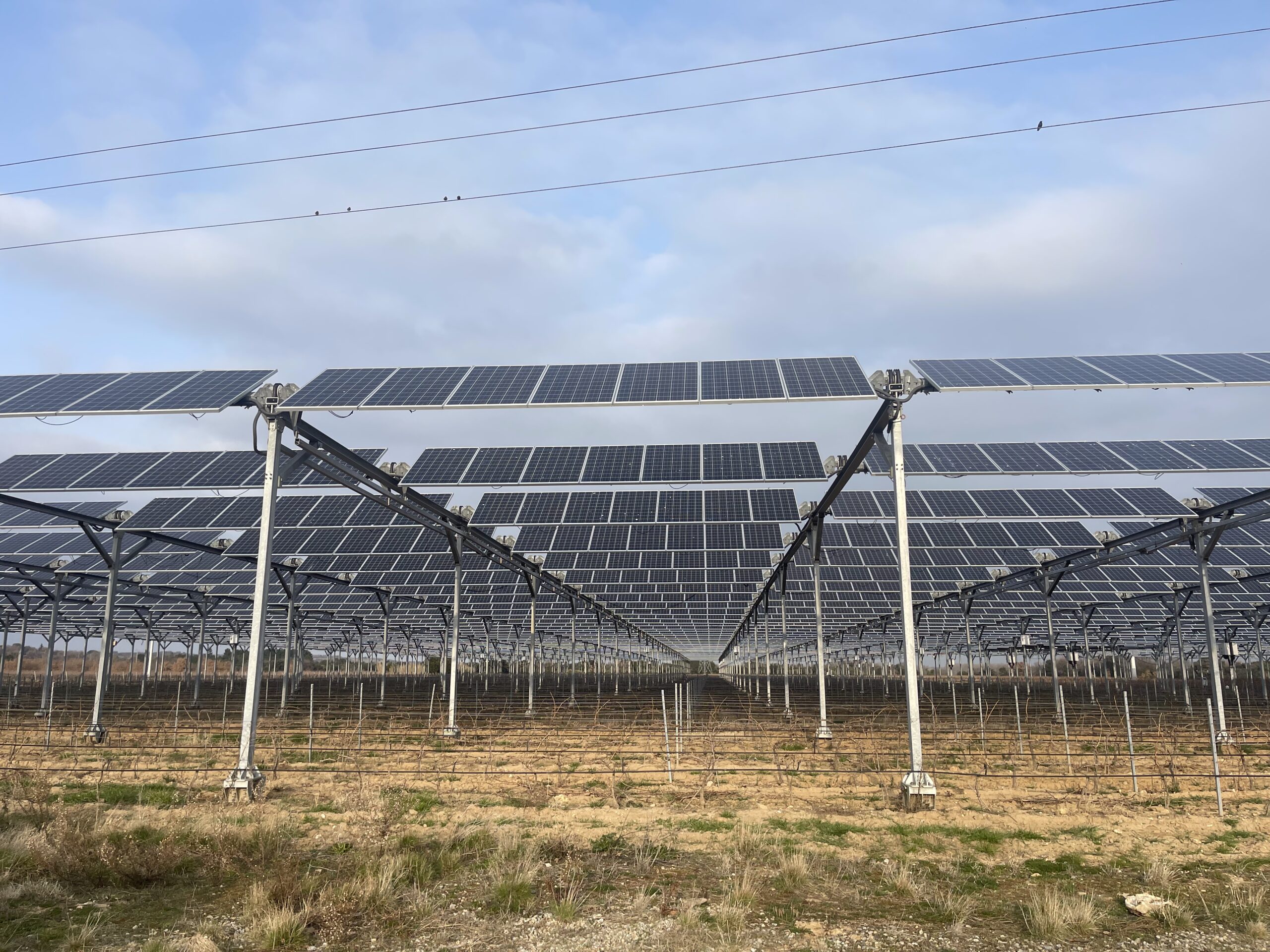 Centrale agrivoltaïque vue 4